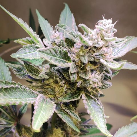 Sweet Seeds Mix growlog timeline photo