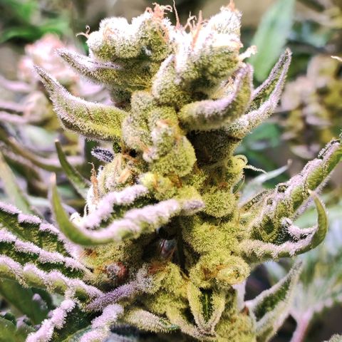 Sweet Seeds Mix growlog timeline photo