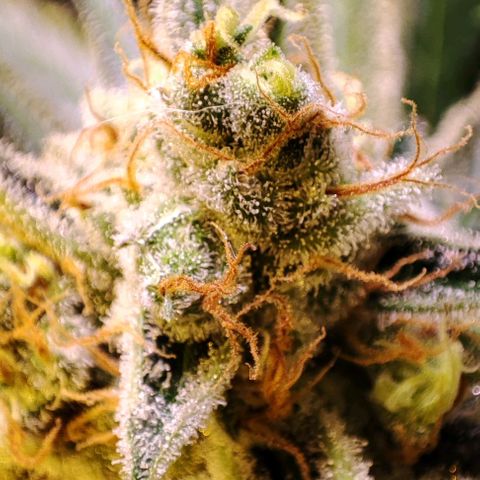 Sweet Seeds Mix growlog timeline photo
