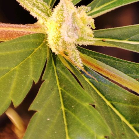 Sweet Seeds Mix growlog timeline photo