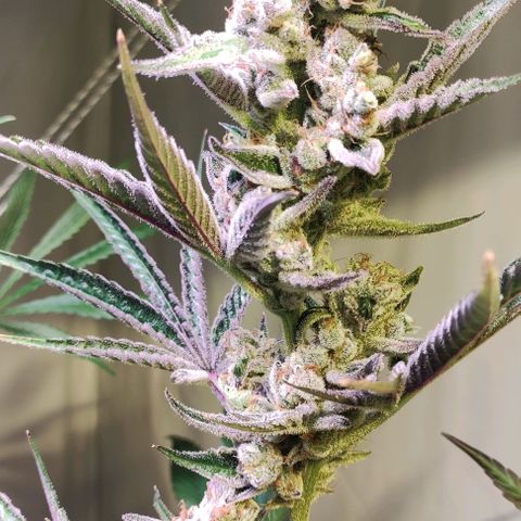 Sweet Seeds Mix growlog timeline photo