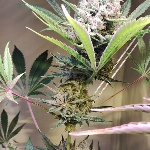 Sweet Seeds Mix growlog timeline photo