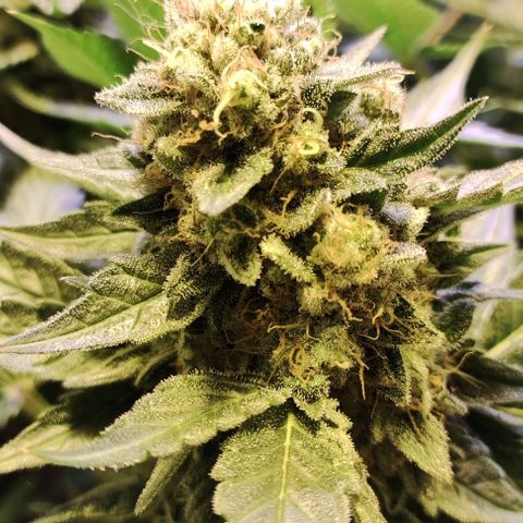 Sweet Seeds Mix growlog timeline photo