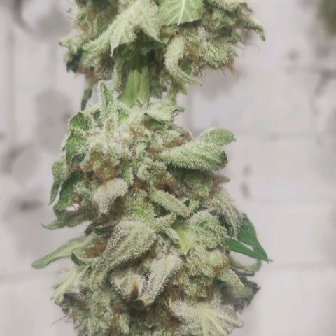 Sweet Seeds Mix growlog photo: Die Trocknung läuft wie geplant.
Bald geht's ans aushärten. 