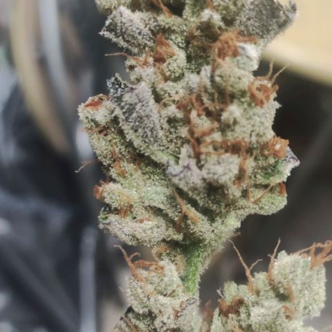 Sweet Seeds Mix growlog photo: Die Trocknung läuft wie geplant.
Bald geht's ans aushärten. 
