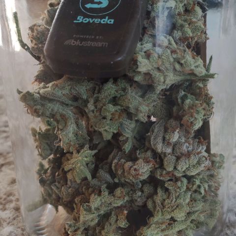 Sweet Seeds Mix growlog timeline photo