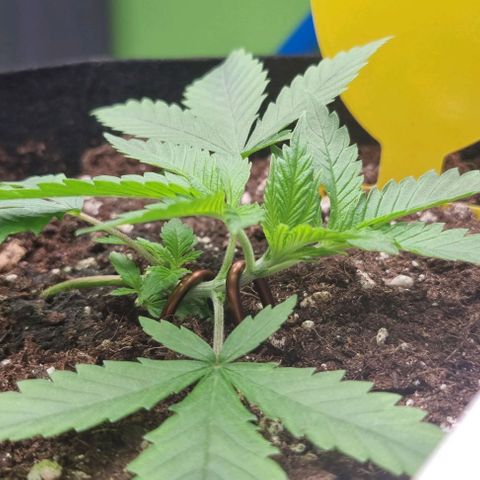 Royal Highness von RQS growlog photo: Start LST