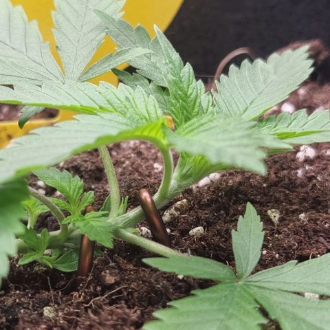 Royal Highness von RQS growlog photo: LST