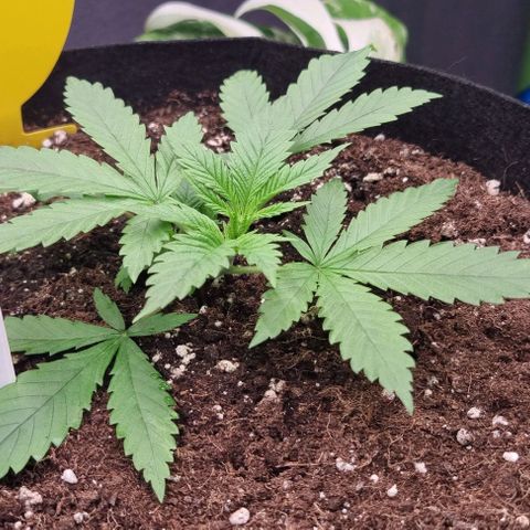 Royal Highness von RQS growlog timeline photo