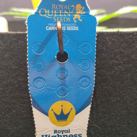 Royal Highness von RQS growlog timeline photo