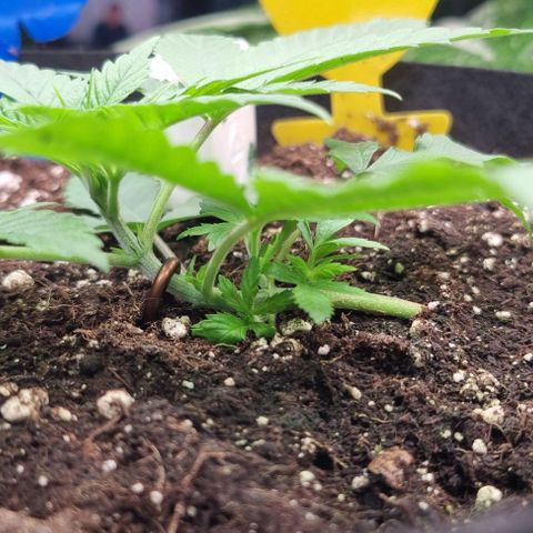 Royal Highness von RQS growlog timeline photo