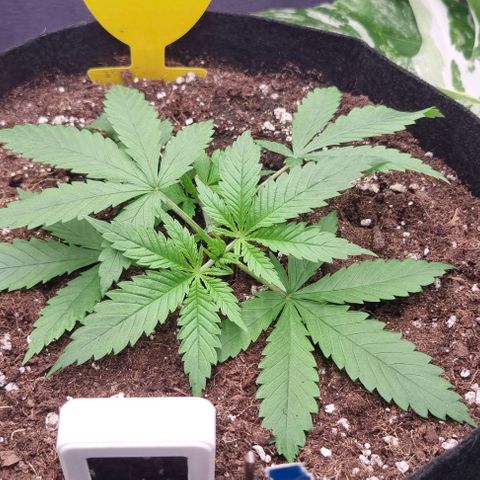 Royal Highness von RQS growlog timeline photo