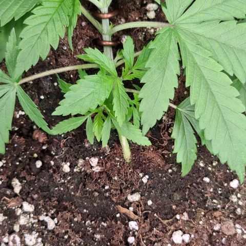Royal Highness von RQS growlog timeline photo