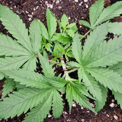 Royal Highness von RQS growlog timeline photo