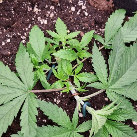Royal Highness von RQS growlog timeline photo