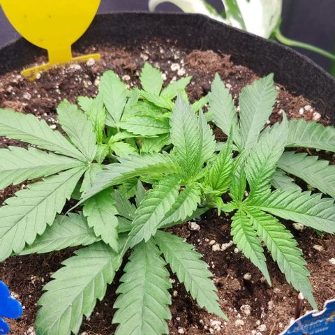 Royal Highness von RQS growlog timeline photo