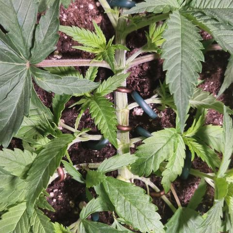 Royal Highness von RQS growlog timeline photo