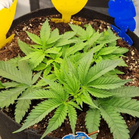 Royal Highness von RQS growlog timeline photo