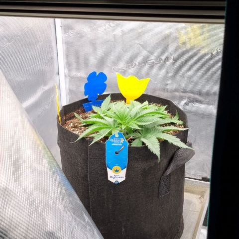 Royal Highness von RQS growlog timeline photo