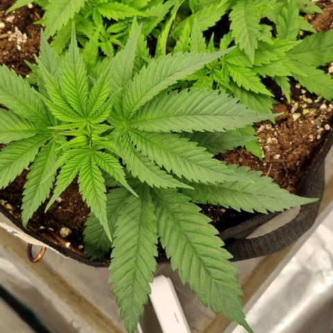 Royal Highness von RQS growlog timeline photo