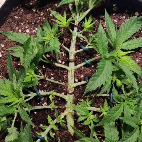 Royal Highness von RQS growlog photo: LST