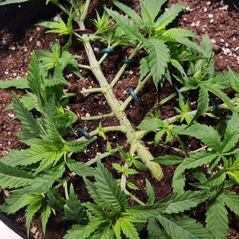 Royal Highness von RQS growlog timeline photo