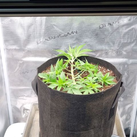 Royal Highness von RQS growlog timeline photo