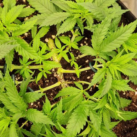 Royal Highness von RQS growlog timeline photo