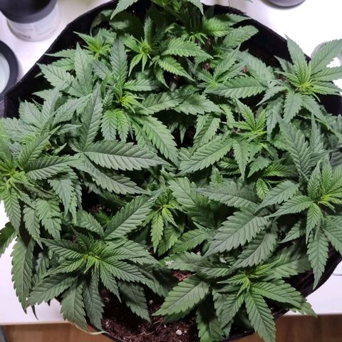 Royal Highness von RQS growlog timeline photo