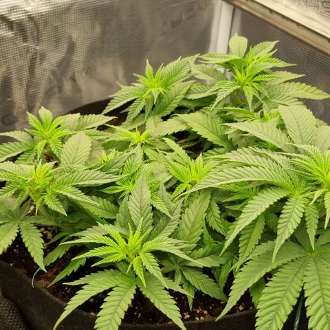 Royal Highness von RQS growlog timeline photo