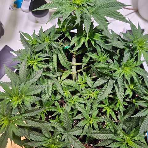 Royal Highness von RQS growlog timeline photo