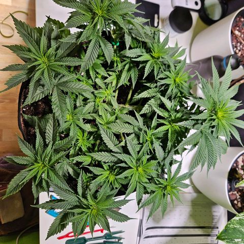 Royal Highness von RQS growlog timeline photo