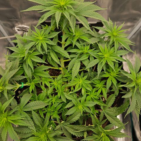 Royal Highness von RQS growlog timeline photo