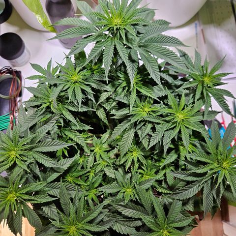 Royal Highness von RQS growlog timeline photo