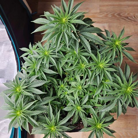 Royal Highness von RQS growlog timeline photo