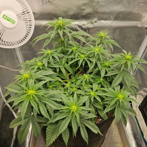 Royal Highness von RQS growlog timeline photo