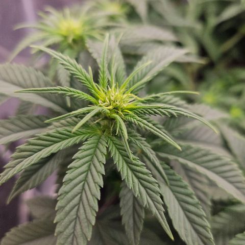 Royal Highness von RQS growlog timeline photo