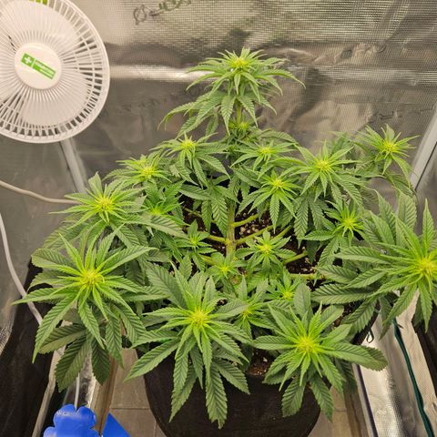 Royal Highness von RQS growlog timeline photo