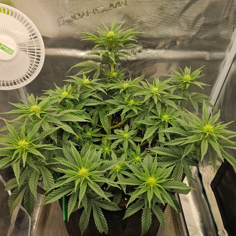 Royal Highness von RQS growlog timeline photo