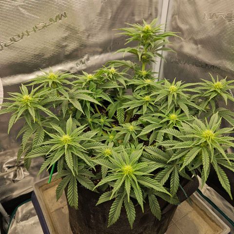 Royal Highness von RQS growlog timeline photo