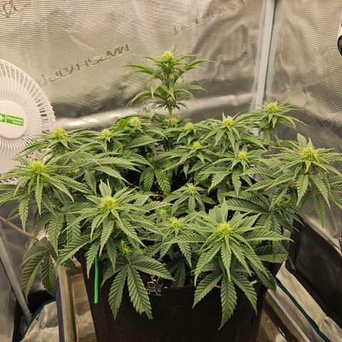 Royal Highness von RQS growlog timeline photo