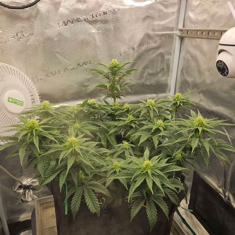 Royal Highness von RQS growlog timeline photo