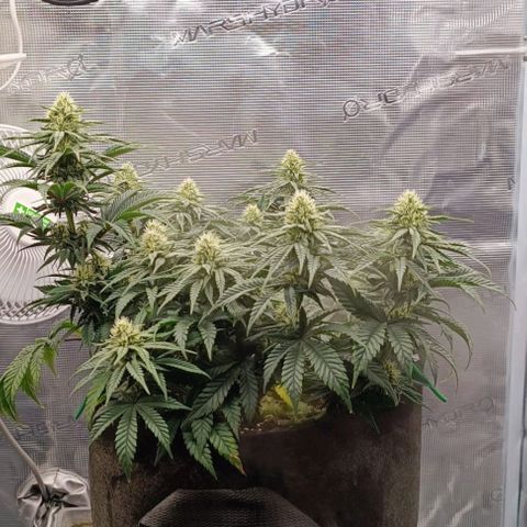 Royal Highness von RQS growlog timeline photo