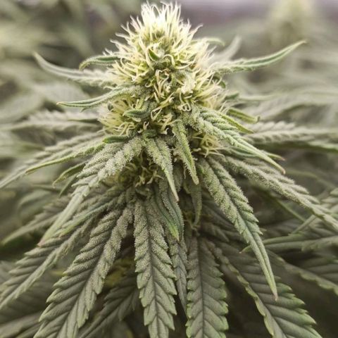 Royal Highness von RQS growlog timeline photo