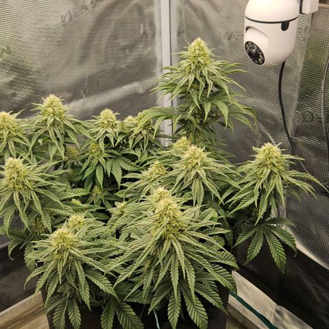 Royal Highness von RQS growlog timeline photo