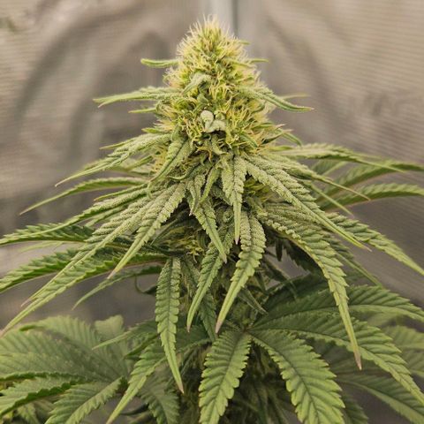 Royal Highness von RQS growlog timeline photo