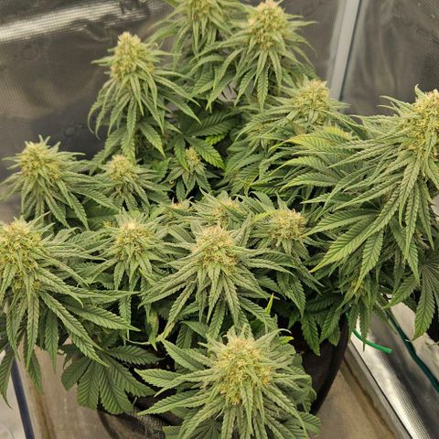 Royal Highness von RQS growlog timeline photo