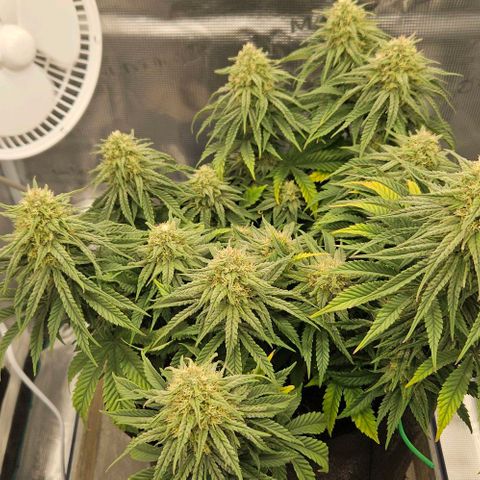 Royal Highness von RQS growlog timeline photo