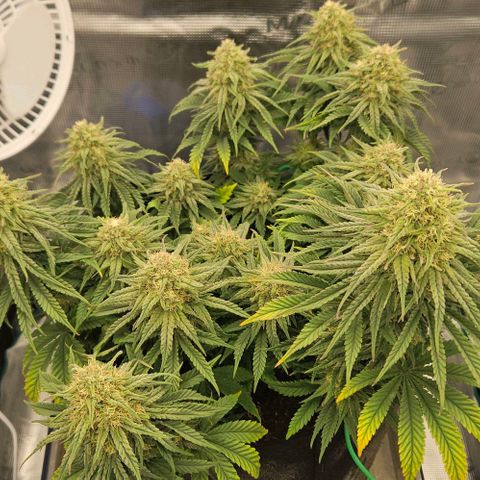 Royal Highness von RQS growlog timeline photo