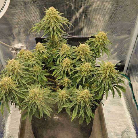 Royal Highness von RQS growlog timeline photo